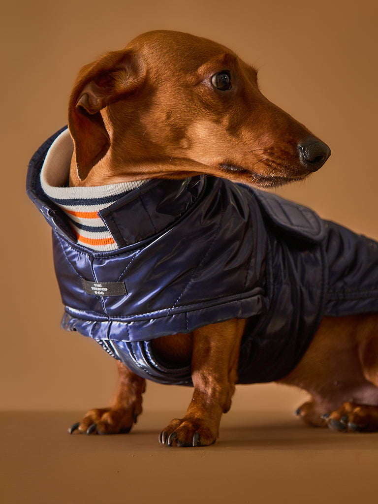 Dachshund Blue Waterproof Turtleneck Jacket RUE