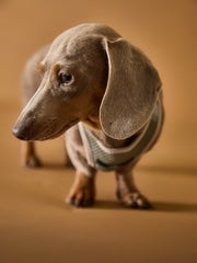 Light Grey Neoprene Harness with Reflective Stripe CLAREMONT