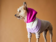 Color-blocked hoodie for dogs
