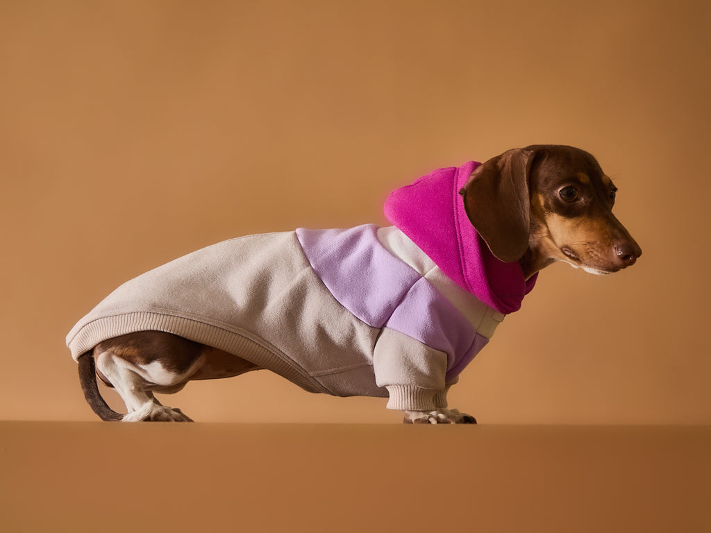 Color-blocked hoodie for dachshund