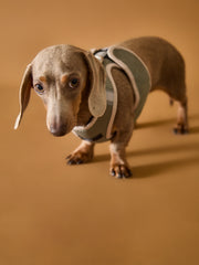 Light Grey Neoprene Harness with Reflective Stripe CLAREMONT