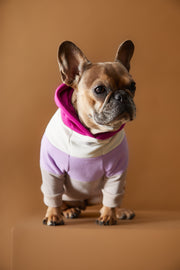 Color-blocked hoodie for dogs