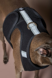 Italian Greyhound / Whippet Black Neoprene Harness DRIFT