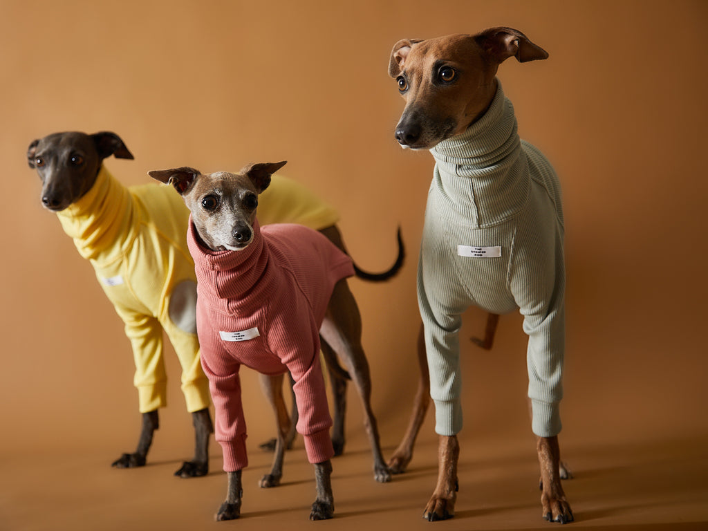 Italian Greyhound / Whippet Ribbed Turtleneck Sweater TULERIE