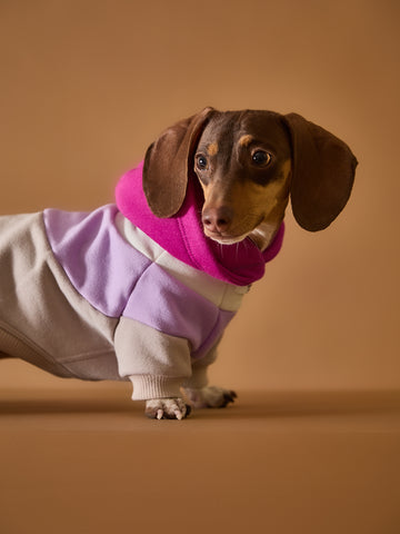 Color-blocked hoodie for dachshund