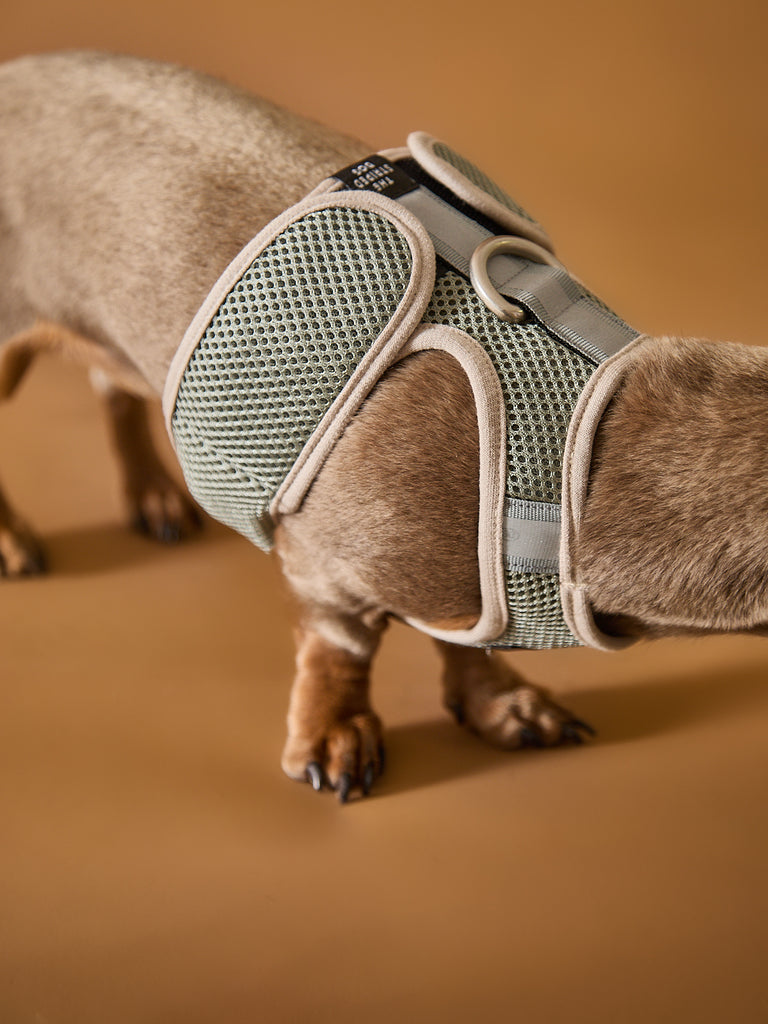 Light Grey Neoprene Harness with Reflective Stripe CLAREMONT