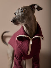 Italian Greyhound / Whippet Burgundy Sweater with Zipper KNIT