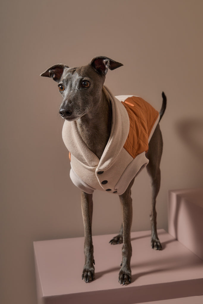 Quilted Hooded Vest for Italian Greyhound and Whippet – The Striped Dog