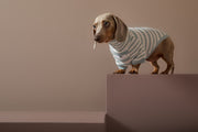 Dachshund Turquoise  and Cream Striped Turtleneck Sweater REED