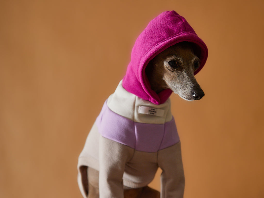 Color-blocked hoodie for Italian Greyhound and Whippet