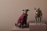 Italian Greyhound / Whippet Burgundy Sweater with Zipper KNIT
