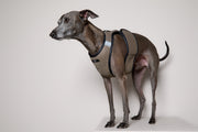 Italian Greyhound / Whippet Brown & Black Mesh Harness COBBLESTONE