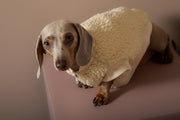 Dachshund Ivory Sherpa Vest MILAN