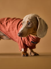 Dachshund Terracotta T-shirt CLAIRE