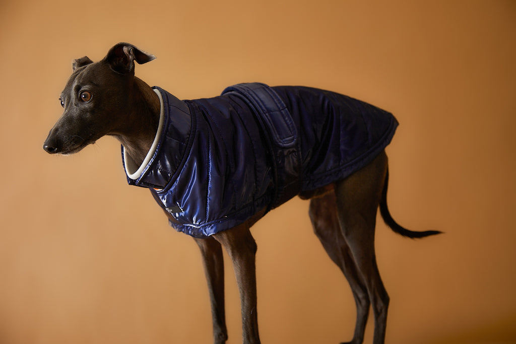 Italian Greyhound / Whippet Blue Waterproof Turtleneck Jacket RUE