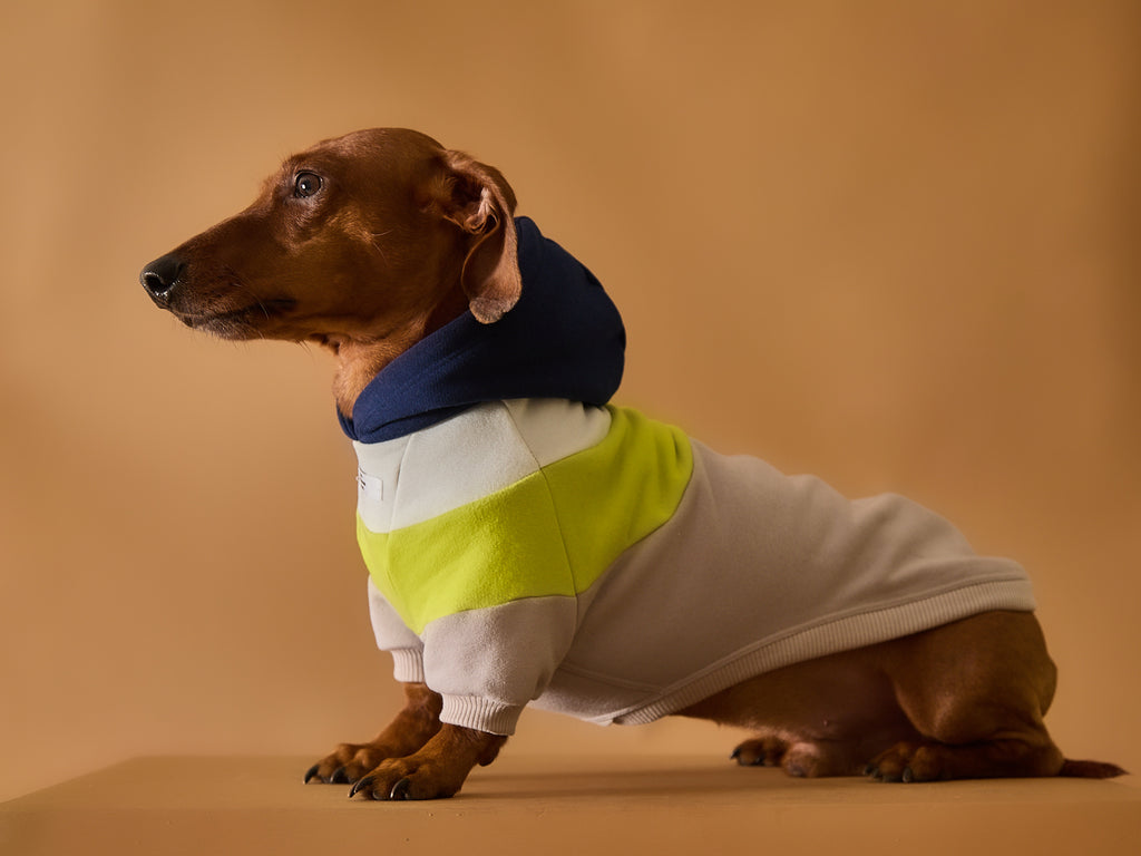 Color-blocked hoodie for dachshund