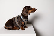 Dachshund Brown & Black Mesh Harness COBBLESTONE