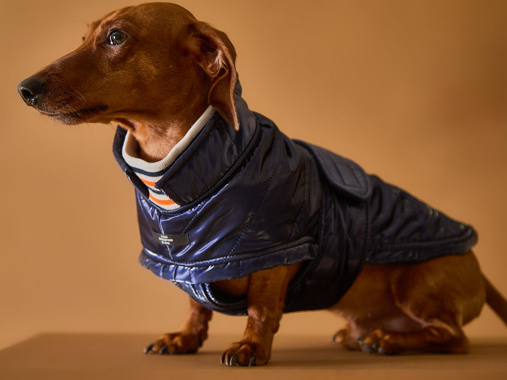 Dachshund Blue Waterproof Turtleneck Jacket RUE