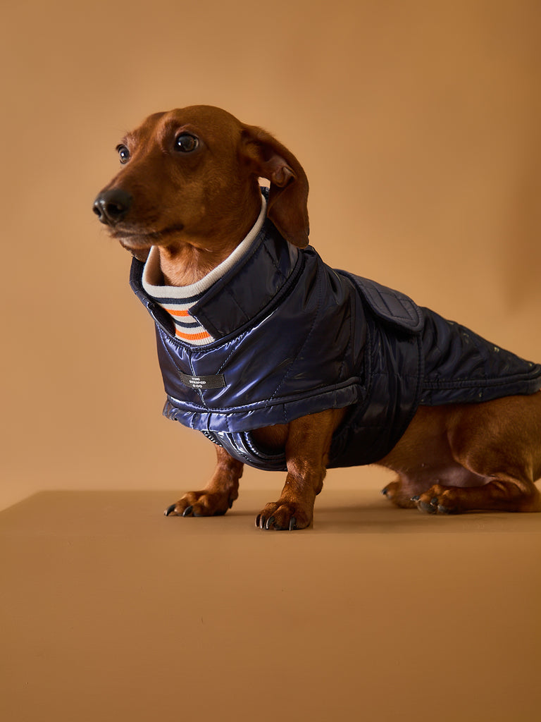 Dachshund Blue Waterproof Turtleneck Jacket RUE