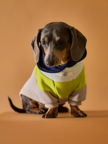 Color-blocked hoodie for dachshund