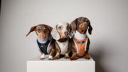 Dachshund Beige Quilted Turtleneck Harness GADE