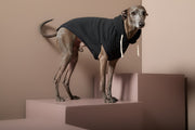 Italian Greyhound / Whippet Black Textured Hooded Vest BIRCH
