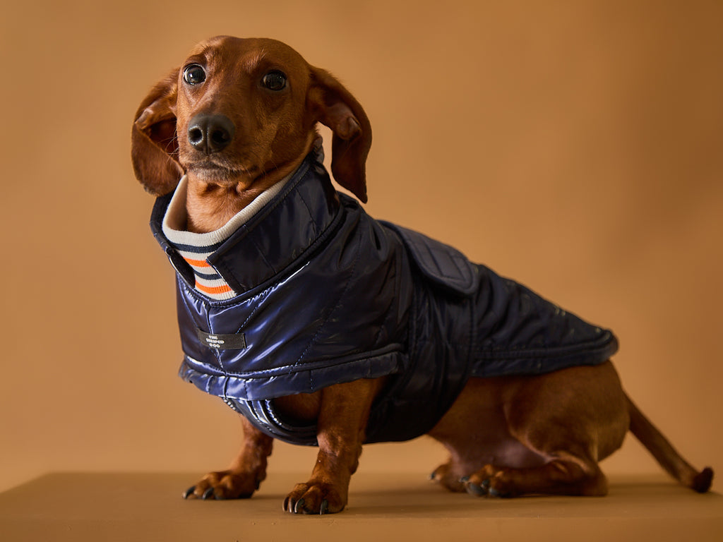 Dachshund Blue Waterproof Turtleneck Jacket RUE