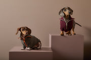 Dachshund Burgundy Sweater with Zipper KNIT