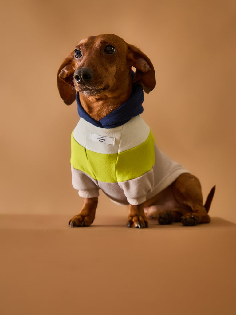 Color-blocked hoodie for dachshund