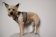 Standard Brown & Black Mesh Harness COBBLESTONE