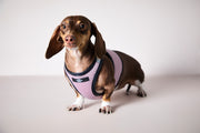 Dachshund Pink & Black Mesh Harness COBBLESTONE