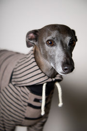 Italian Greyhound / Whippet Taupe and Black Striped Sweater LINE