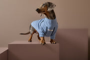 Dachshund Light Blue Turtleneck Sweater CAIRO