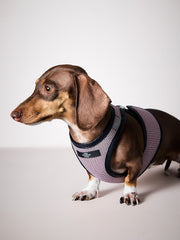 Dachshund Pink & Black Mesh Harness COBBLESTONE