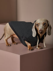 Dachshund Black Textured Hooded Vest BIRCH