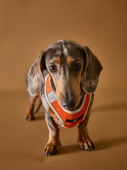 Orange Neoprene Harness with Reflective Stripe CLAREMONT