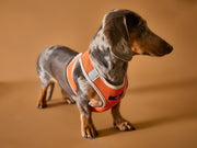 Orange Neoprene Harness with Reflective Stripe CLAREMONT