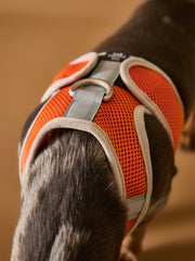 Orange Neoprene Harness with Reflective Stripe CLAREMONT