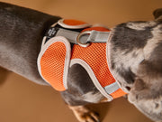Orange Neoprene Harness with Reflective Stripe CLAREMONT