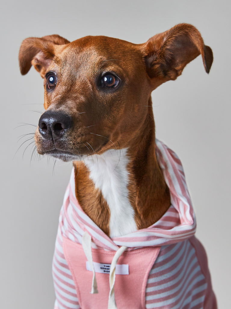 Rosewood Striped Hoodie for Dogs