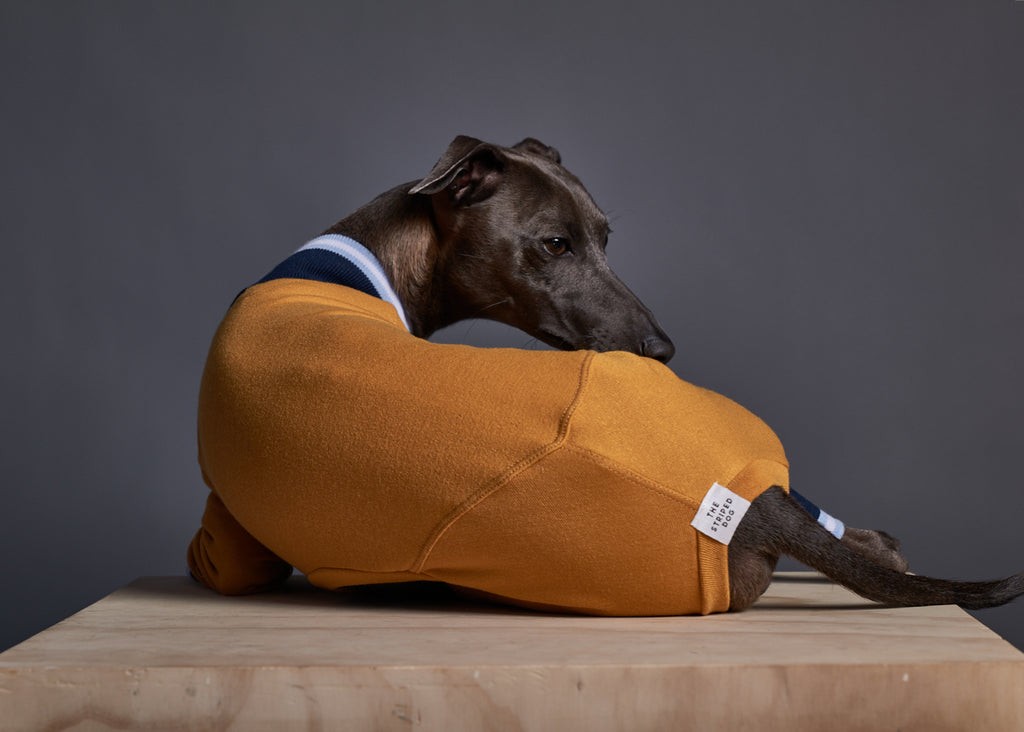 Italian Greyhound / Whippet Mustard Jumpsuit with Striped Neckline and Cuffs WARNER
