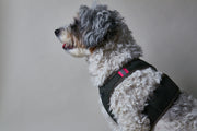 Military Green Neoprene Harness with Reflective Neon Stripe CHROMA