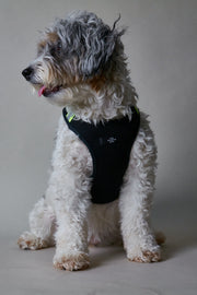 Black Neoprene Harness with Reflective Neon Stripe CHROMA