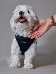Blue Neoprene Harness with Reflective Neon Stripe CHROMA