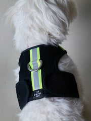 Black Neoprene Harness with Reflective Neon Stripe CHROMA