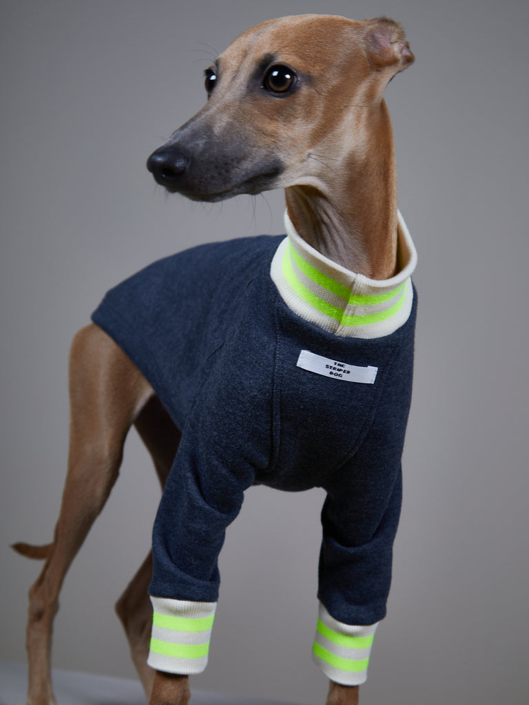 Italian Greyhound / Whippet Heather Blue Fleece Sweater with Beige and Neon Green Neckline and Cuffs INDIGO