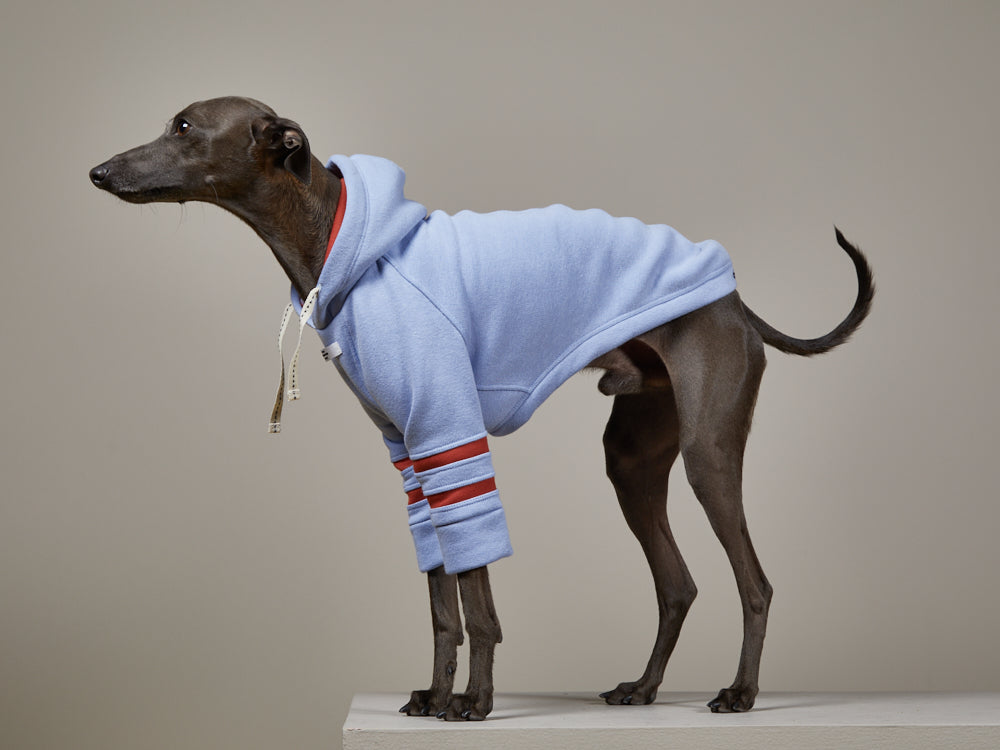 Italian Greyhound / Whippet Light Blue Hoodie STRIPE