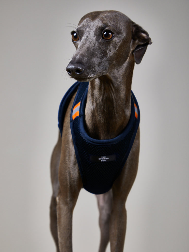 Italian Greyhound / Whippet Blue Neoprene Harness with Reflective Neon Stripe CHROMA