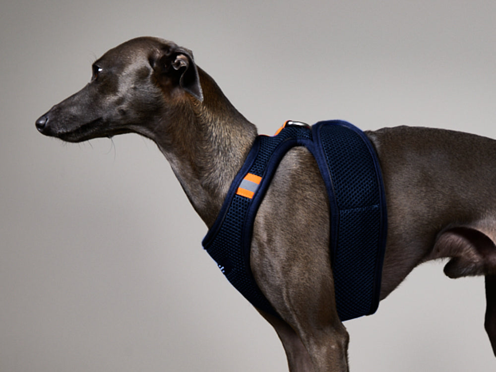 Italian Greyhound / Whippet Blue Neoprene Harness with Reflective Neon Stripe CHROMA