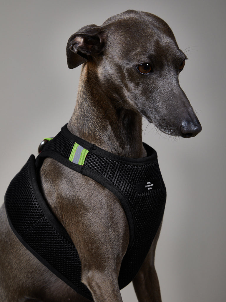 Italian Greyhound / Whippet Black Neoprene Harness with Reflective Neon Stripe CHROMA